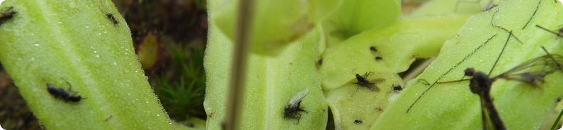 Pinguicula Grandiflora mit reicher Beute Pinguicula Grandiflora mit reicher Beute