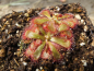 Preview: roter Sonnentau
