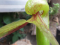 Preview: Kobralilie (Darlingtonia Californica)