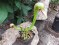 Preview: Kobralilie (Darlingtonia Californica)