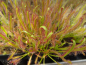 Preview: Drosera capensis red
