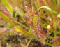 Preview: roter Sonnentau