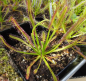 Preview: Drosera capensis red