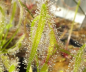 Preview: Drosera albino (white)