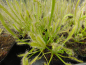 Preview: Drosera albino (white)
