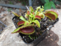 Preview: Dionaea Muscipula -Hybride-