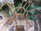 Preview: Drosera binata var. multifida