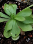 Preview: Pinguicula cyclosecta x emarginata