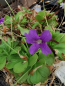 Preview: Pinguicula Grandiflora