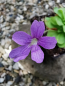 Preview: Pinguicula cyclosecta x emarginata