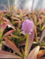 Preview: Blüte von Helonias bullata