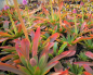 Preview: Moornelke (Helonias bullata)