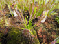 Preview: Drosera capensis red