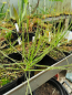 Preview: Drosera filiformis