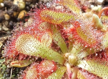 Drosera aliciae