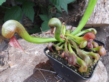 Kräftige Rhizome