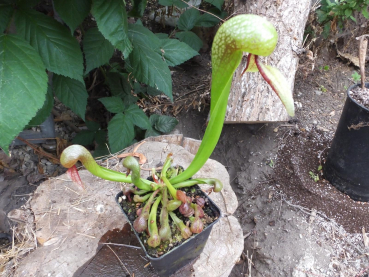 Kobralilie (Darlingtonia Californica)