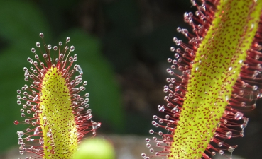 Drosera capensis x aliciae