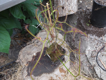 Drosera binata var. multifida
