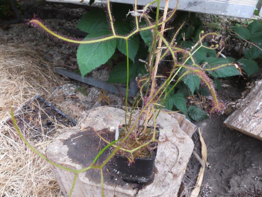Drosera binata var. multifida