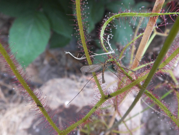 Drosera binata var. multifida