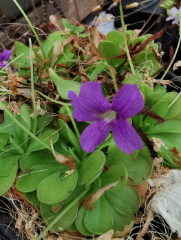 Pinguicula Grandiflora