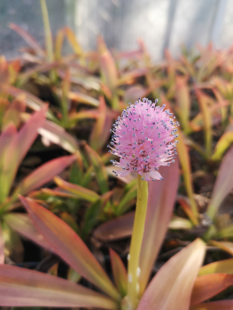 Blüte von Helonias bullata