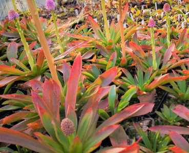 Moornelke (Helonias bullata)