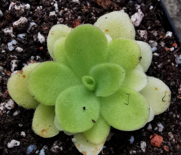 Pinguicula Grandiflora