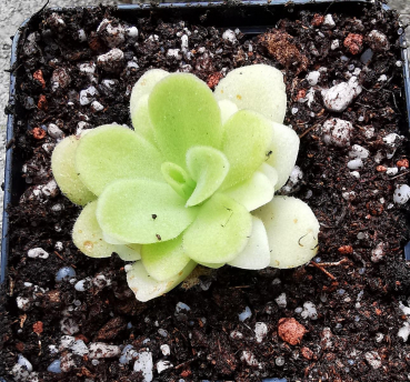 Pinguicula -Sethos-