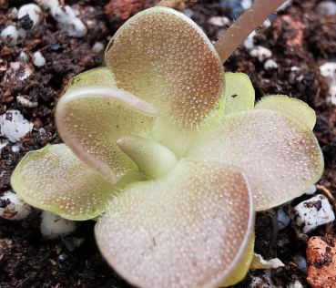 Pinguicula Grandiflora