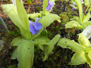 Pinguicula Grandiflora