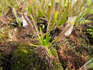 Drosera capensis red