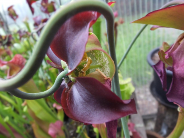 Sarracenia flava -Hybride-