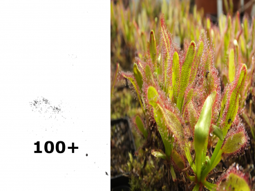 100+ Samen Drosera capensis x aliciae /  Ernte 08/2020