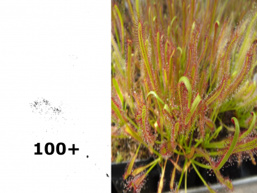 100+ Samen Drosera capensis -red- Ernte 08/2020