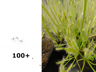 100+ Samen Drosera capensis -white- Ernte 08/2020