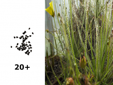 20+ Samen Drosophyllum Lusitanicum (Taublatt) Ernte 09/2021