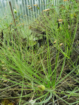 Drosera filiformis