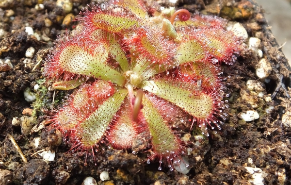 Drosera aliciae