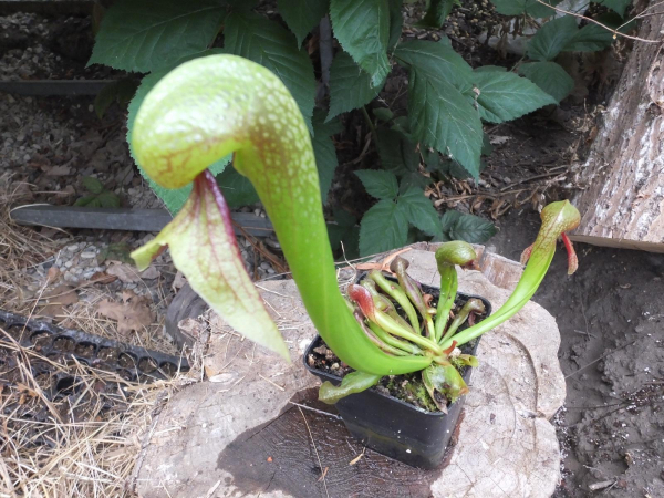 Kobralilie (Darlingtonia Californica)
