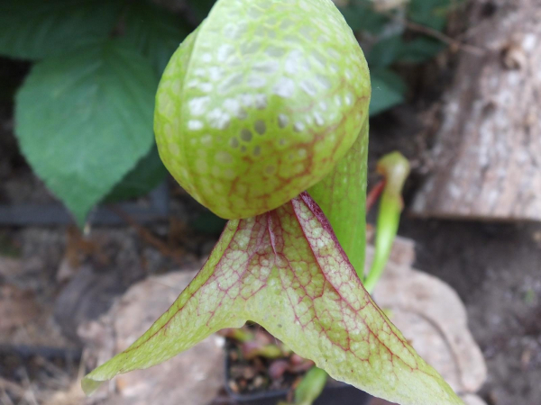 Kobralilie (Darlingtonia Californica)