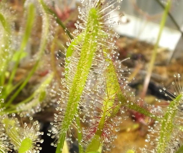Drosera albino (white)