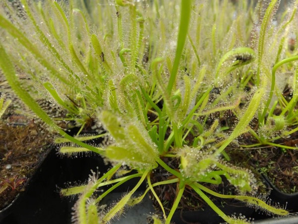 Drosera albino (white)