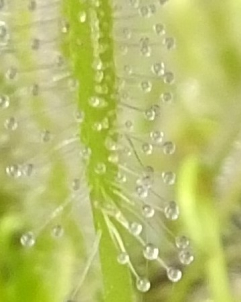 Drosera albino (white)