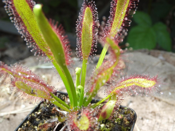 Drosera capensis x aliciae