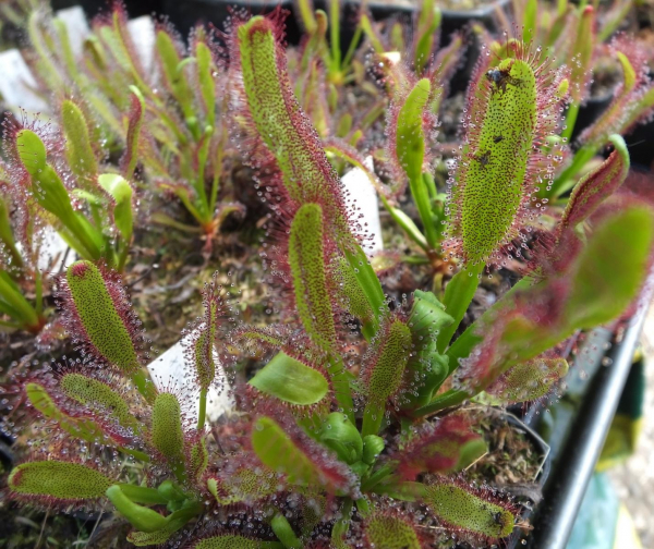 Drosera capensis x aliciae