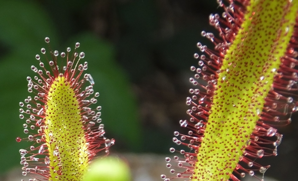 Drosera capensis x aliciae