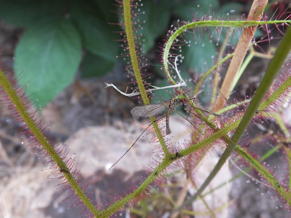 Drosera binata var. multifida
