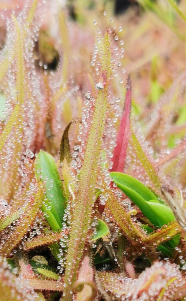 Drosera adelea
